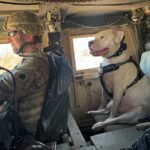 Meet Axel, the deaf rescue dog now set to deploy