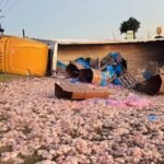 Steer tire blowout injures driver and spills load of raw chicken