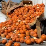 Hundreds of pumpkins spilled after tractor trailer hits 'low-hanging limb,' South Carolina cops say