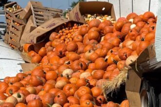 Hundreds of pumpkins spilled after tractor trailer hits 'low-hanging limb,' South Carolina cops say